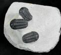 Cluster Of Gerastos Trilobites #27777-1